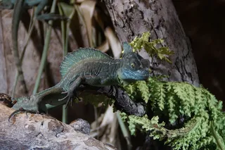 爬行动物，水龟，水龟，蜥蜴，绿色，生物，动物世界，爪子