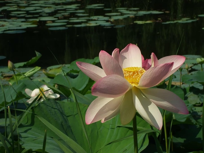 睡莲花，睡莲，莲花，花，池塘，自然，睡莲，花瓣