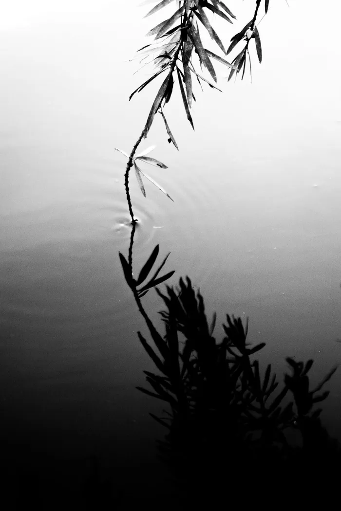 倒影，触摸，水，湖，池塘，平静，平静，没有人