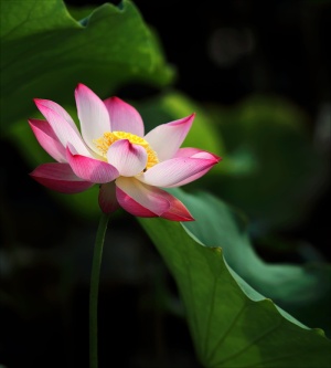 粉红色和白色花瓣的浅焦点照片