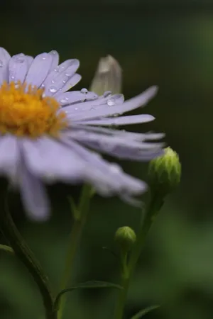 玛格丽特，玛格丽特，花卉，玛格丽特街，花卉，自然，开花植物，花卉