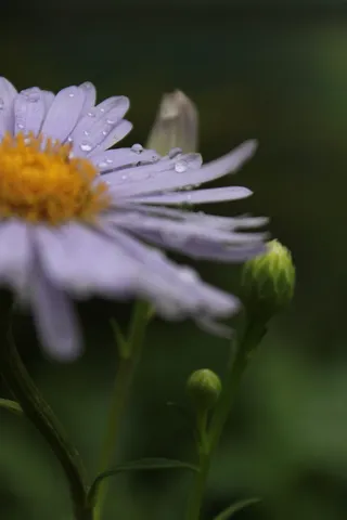 玛格丽特，玛格丽特，花卉，玛格丽特街，花卉，自然，开花植物，花卉