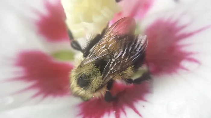 蜜蜂采集花粉。