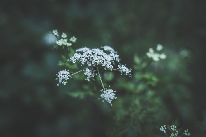 花，白色，花瓣，花朵，花园，植物，自然，秋天