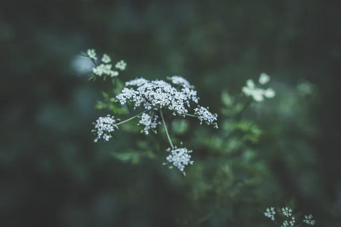花，白色，花瓣，花朵，花园，植物，自然，秋天