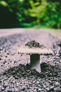 地面，蘑菇，植物，真菌，木耳，鹅膏菌，自然，顽固