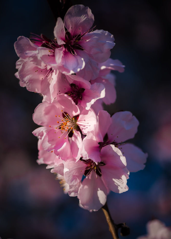 罗马尼亚，bucurești，parcul cismigiu，macro，share，product，street，flower