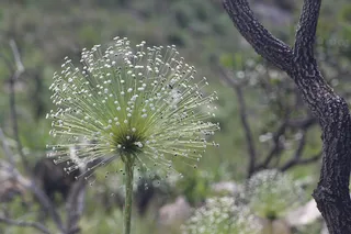 塞拉多，自然，永远活着，风景，植物，自然之美，关注前景，花卉