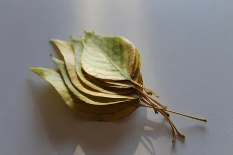 桩, 叶子, 白, 表面, 绿色, 叶, 植物, 秋天 桩, 叶子, 白, 表面, 绿色, 叶, 植物, 秋天