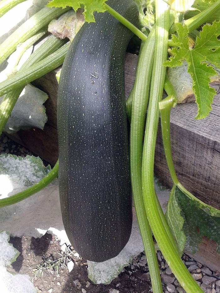 骨髓、花园、蔬菜、绿色、食品、健康、有机、西葫芦