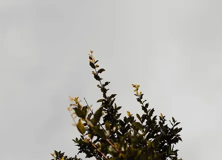 树枝,灰色,绿色,叶子,植物,黄色,植物,天空 树枝,灰色,绿色,叶子,植物,黄色,植物,天空