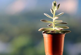 肉质植物，植物，盆栽植物，肉质，迷你盆栽，花朵，肉质，塔比莎