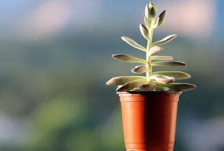 肉质植物，植物，盆栽植物，肉质，迷你盆栽，花朵，肉质，塔比莎