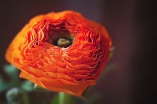 毛茛属，亚洲乌贼，花，开花，开花，植物，春天，橙色