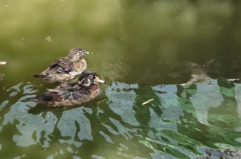 菲律宾,圣何塞德尔蒙特城,天堂探险营2,菲律宾,鸭子,鸭子,自然,池塘 菲律宾,圣何塞德尔蒙特城,天堂探险营2,菲律宾,鸭子,鸭子,自然,池塘