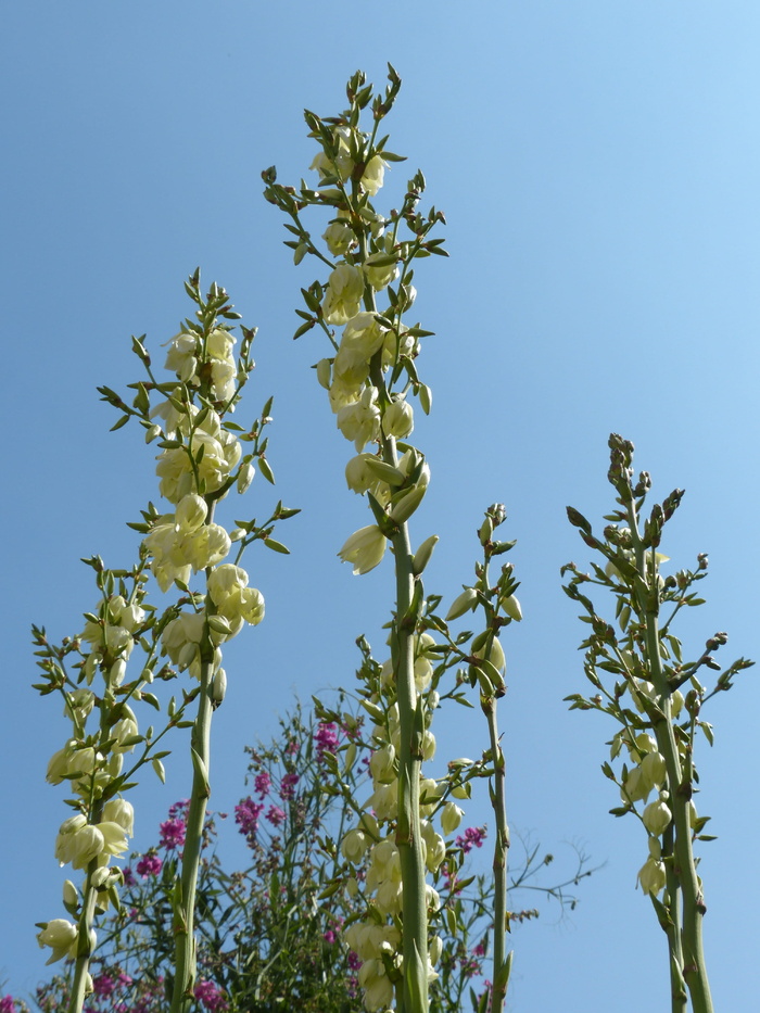 花，白色，丝状丝兰，丝兰，丝兰，龙舌兰科，百合科，花，花