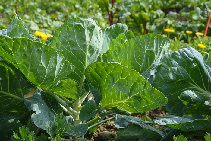 栽培，蔬菜园，生物，菜花，蔬菜种植，花园，蔬菜，绿色