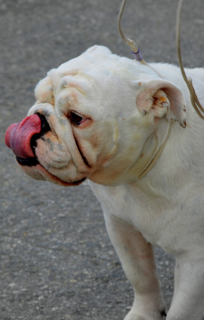 英国斗牛犬，狗，品种，纯种，斗牛犬，英国，宠物，动物