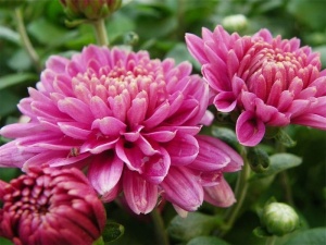 微距摄影，粉色，花朵，特写，照片，菊花，花朵，花园
