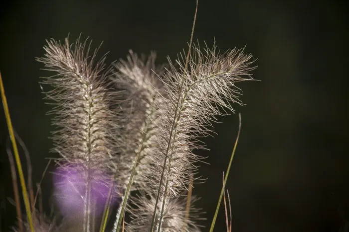 穗，芒，草，谷物，竹子草编辑此页面，背光，abendstimmung，植物