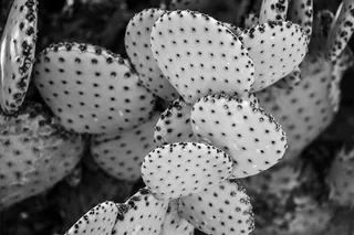 特写，聚焦前景，自然之美，没有人，植物，仙人掌，生长，多汁植物