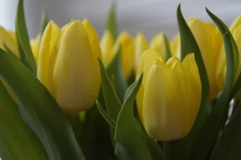 郁金香,郁金香花束,花束,春天,春天的花,斯特劳斯,植物,花 郁金香,郁金香花束,花束,春天,春天的花,斯特劳斯,植物,花