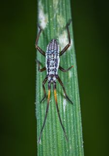 白色和黑色东方长角甲虫的宏观照片