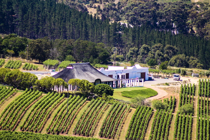 南非，hermanus，葡萄酒和公司，树木，植物，生长，土地，田地