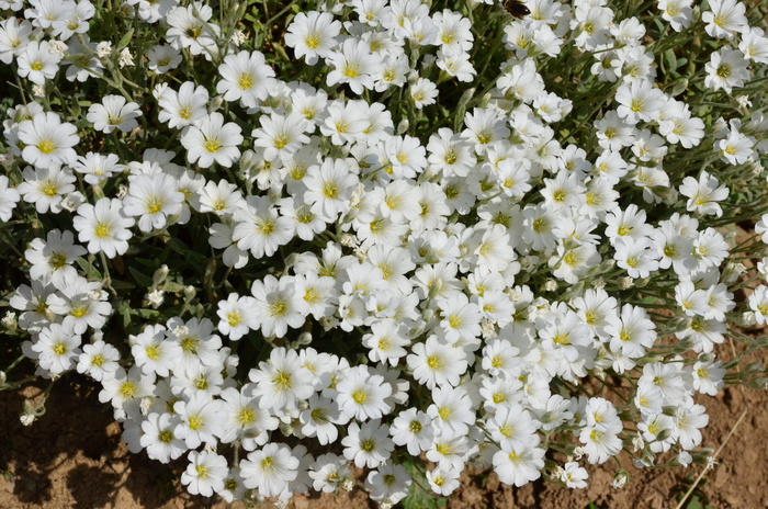 自然，花，植物，春天的花，绿色，土耳其植物，和平，旅行