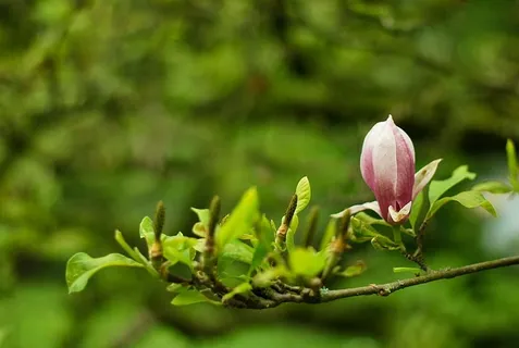 选择性,聚焦摄影,粉色,木兰花,绿色,叶子,植物,树枝 选择性,聚焦摄影,粉色,木兰花,绿色,叶子,植物,树枝