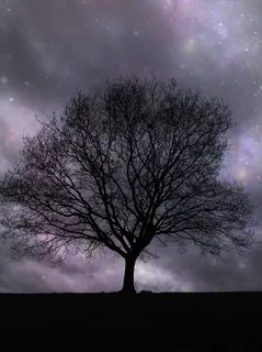 孤树,星星,夜晚,孤独,剪影,天空,美丽,树 孤树,星星,夜晚,孤独,剪影,天空,美丽,树