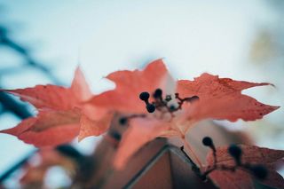 抽象，艺术，秋天，美丽，模糊，特写，色彩，秋天