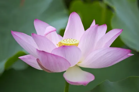 莲花,白色,漂亮,花,花瓣,新鲜,自然,脆弱 莲花,白色,漂亮,花,花瓣,新鲜,自然,脆弱