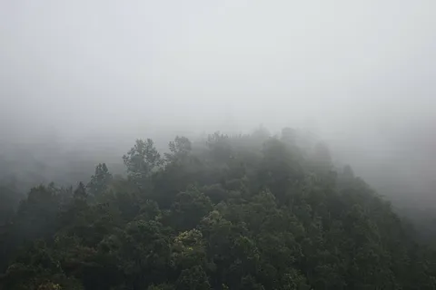 雾,森林,山,自然,树,雾,雾,树 雾,森林,山,自然,树,雾,雾,树