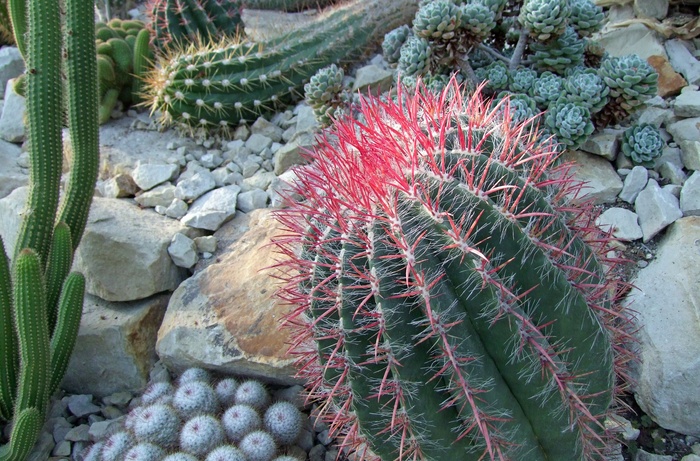 仙人掌，仙人掌科，仙人掌温室，多刺，绿色，红色，自然，植物