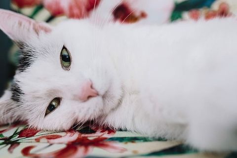 支撑墙壁单元的基本元素-猫