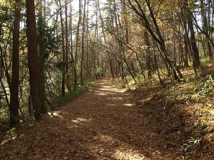 森林,道路,落叶,日本,阳光,自然,树木,秋天 森林,道路,落叶,日本,阳光,自然,树木,秋天
