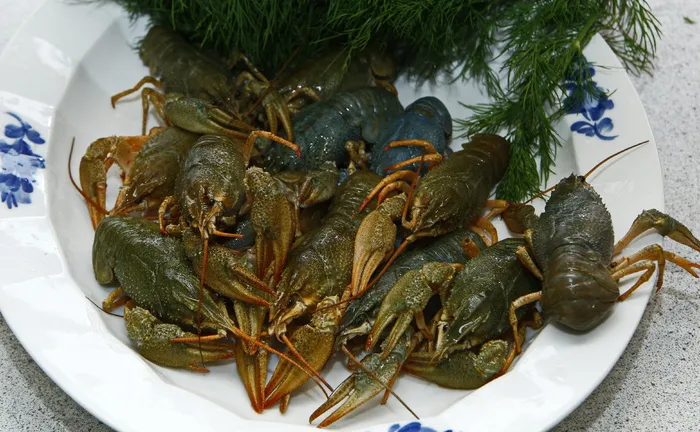 小龙虾、海鲜、活的、煮熟、莳萝、瑞典、食品、餐饮