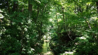 日本小田，玉川水道，东京，树木，植物，森林，土地