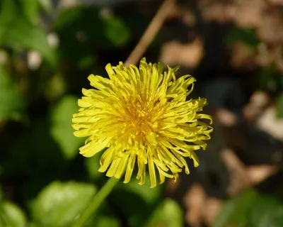 蒲公英,花,黄色,黄色的花,花,自然,植物,春天 蒲公英,花,黄色,黄色的花,花,自然,植物,春天