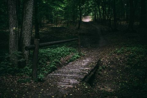 穿过森林的散步