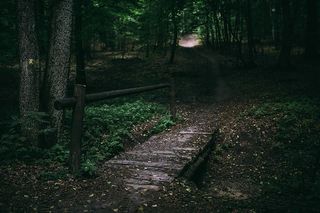 穿过森林的散步