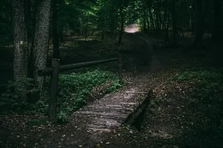 穿过森林的散步