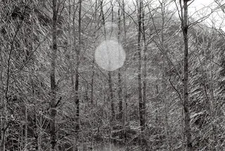 裸树的灰度照片