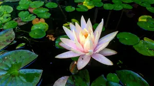 睡莲垫，水，粉红色，桌面，背景，花，植物，开花植物