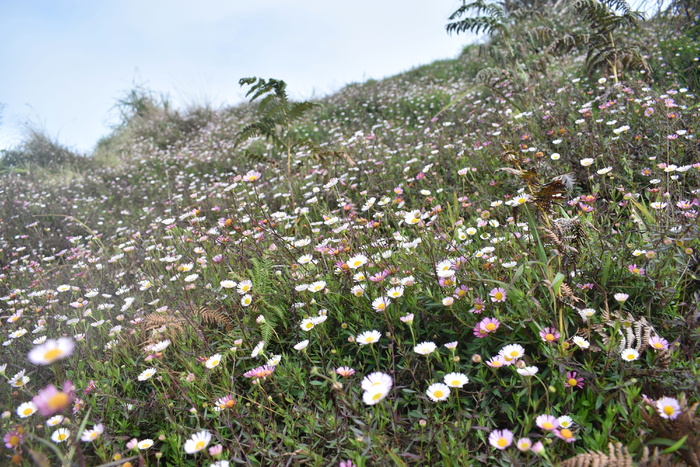 洋甘菊花，洋甘菊，花，野花，田野，自然，草地，草