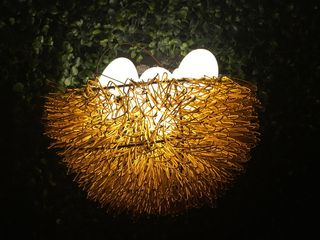 巢，生命，蛋，特写，没有人，自然，植物，天