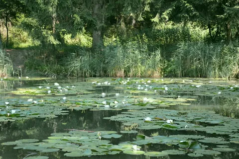 睡莲,湖泊,南蒂罗尔,水,植物,自然之美,睡莲,漂浮 睡莲,湖泊,南蒂罗尔,水,植物,自然之美,睡莲,漂浮