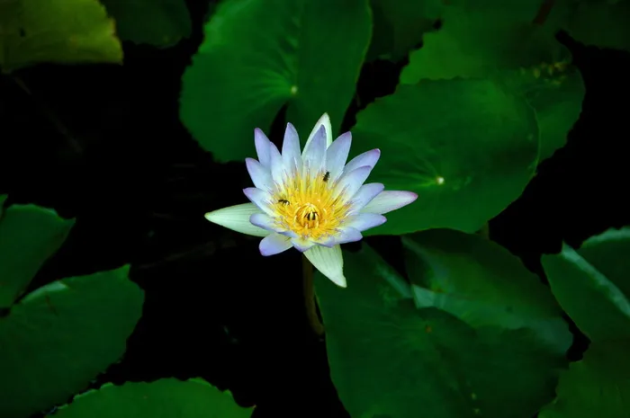 白色和黄色花瓣的花