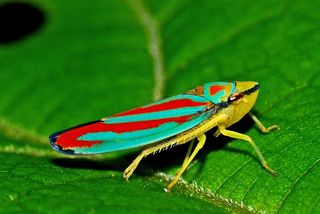 黄飞虱、叶蝉、昆虫、宏、自然、生物学、生态学、动物